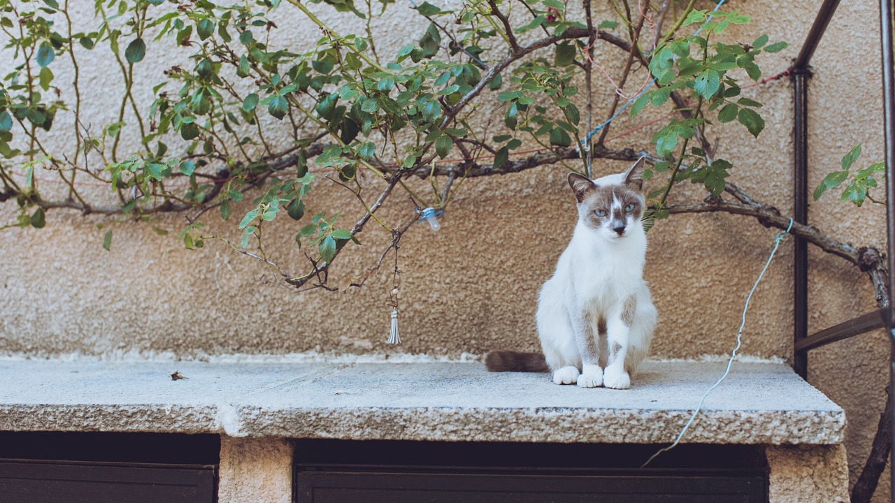 Photo of Others in Banyuls-sur-Mer