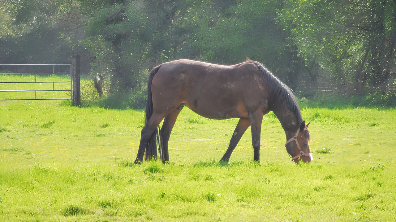 Photo of Others in Saint-Martin-des-Entrees