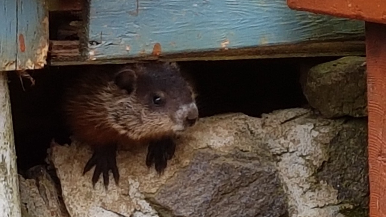Photo of Others in Val Morin