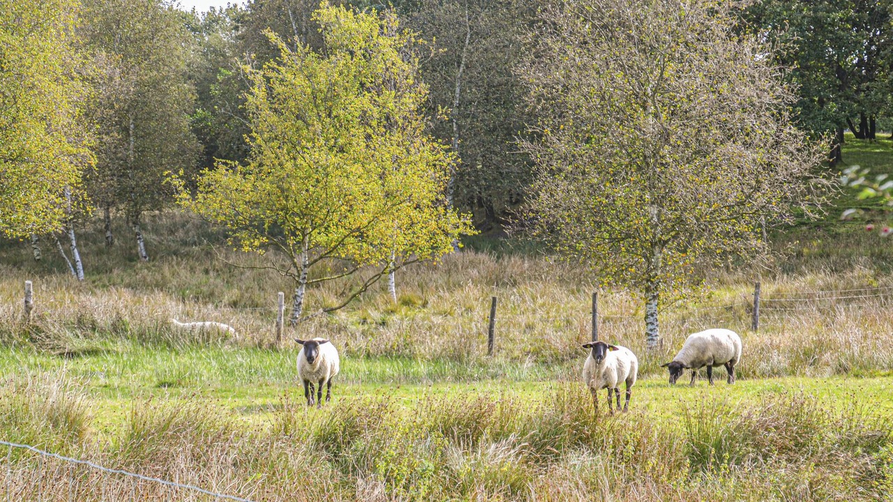 Photo of Others in Janderup