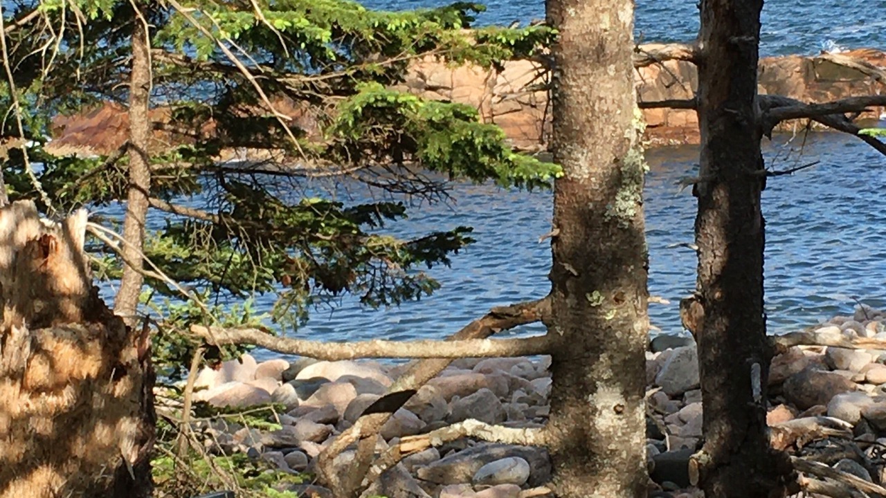 Photo of Others in Milbridge