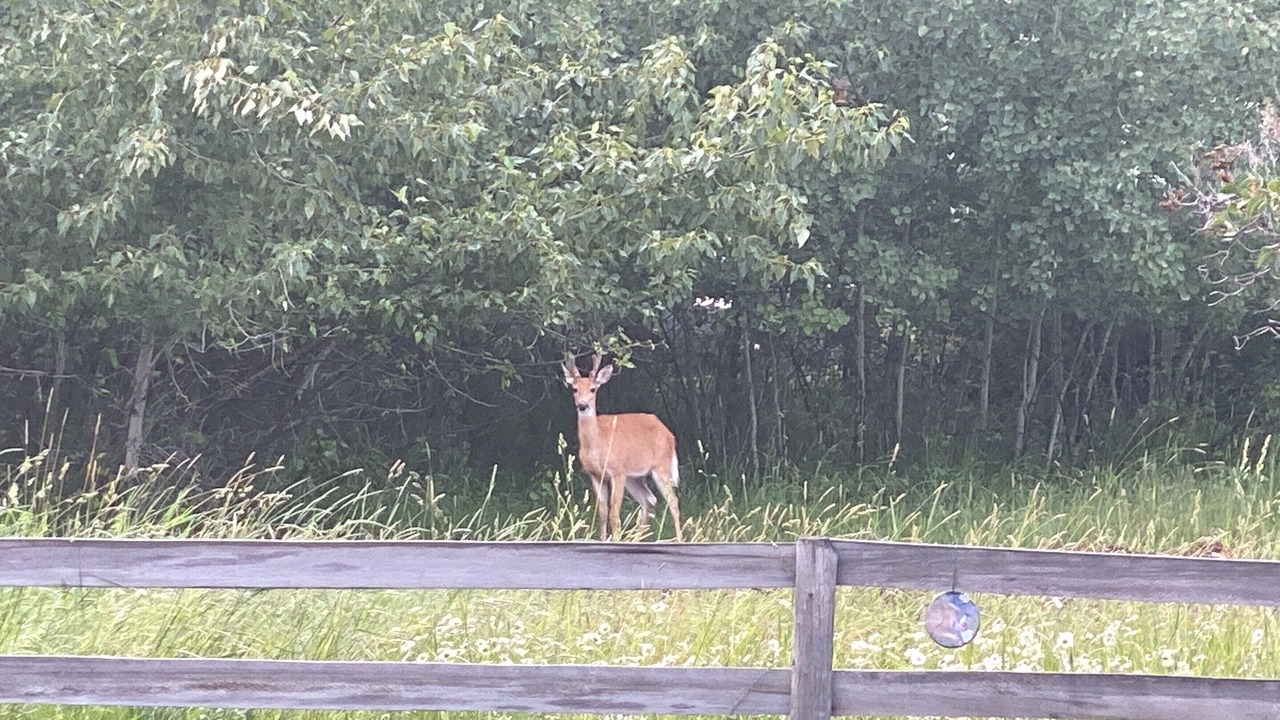 Photo of Others in Conner