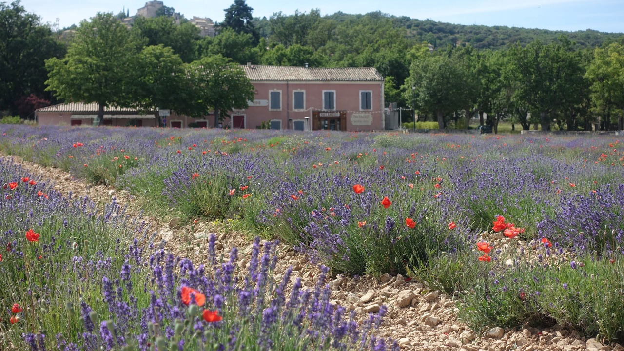 Photo of Outdoor in Simiane-la-Rotonde