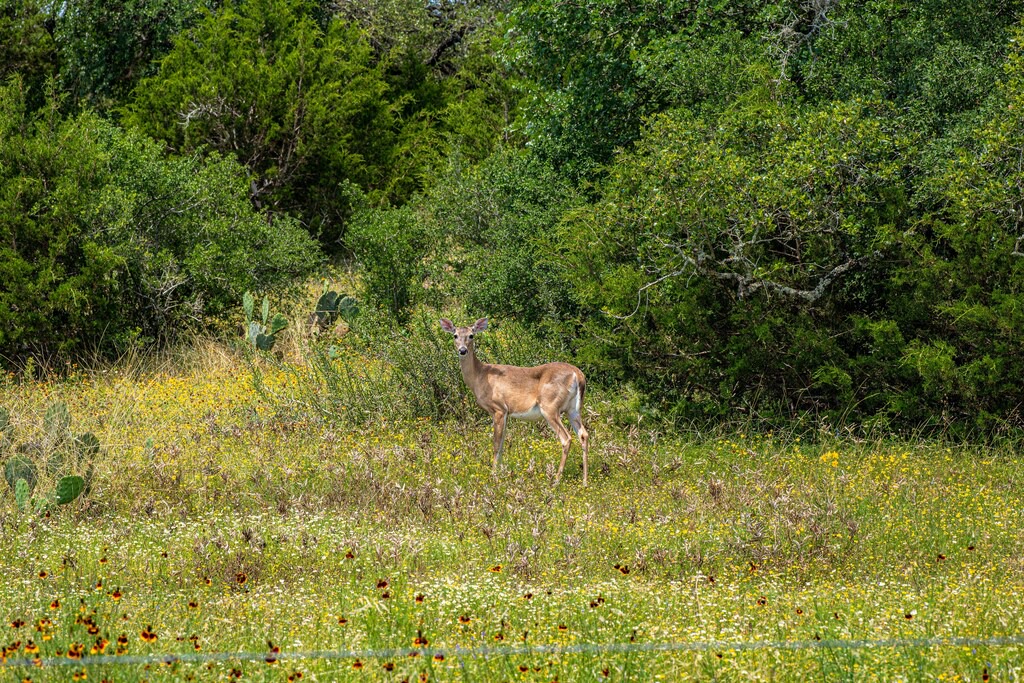 Photo of Outdoor in Spring Branch