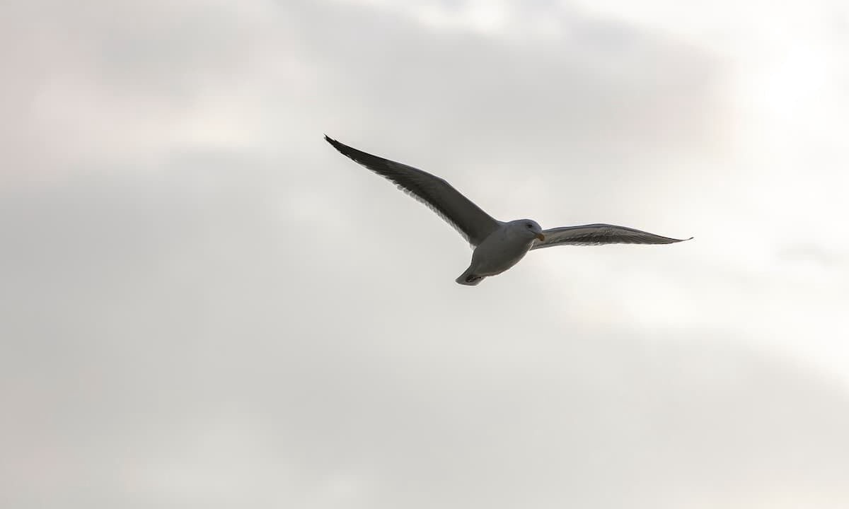 Photo of Others in Gearhart