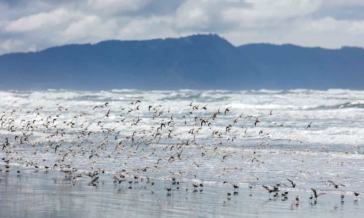 Photo of Others in Gearhart