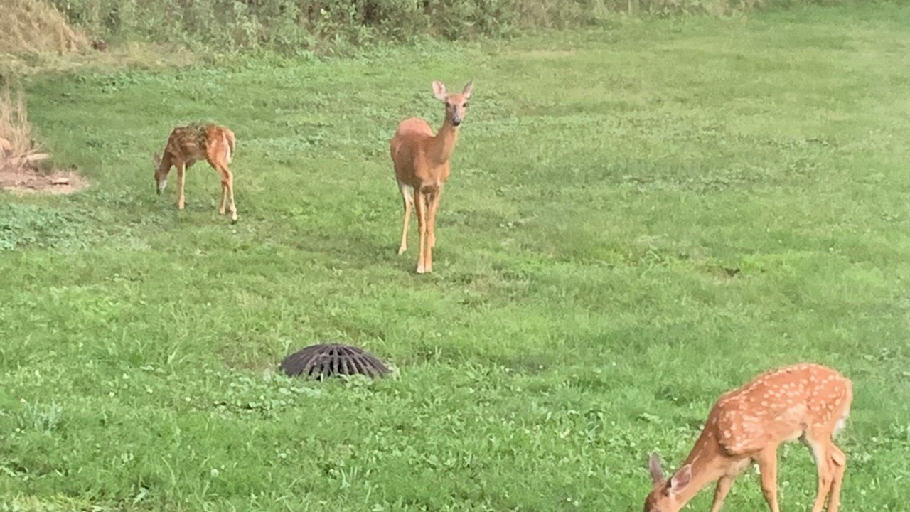 Photo of Outdoor in Grosse Ile