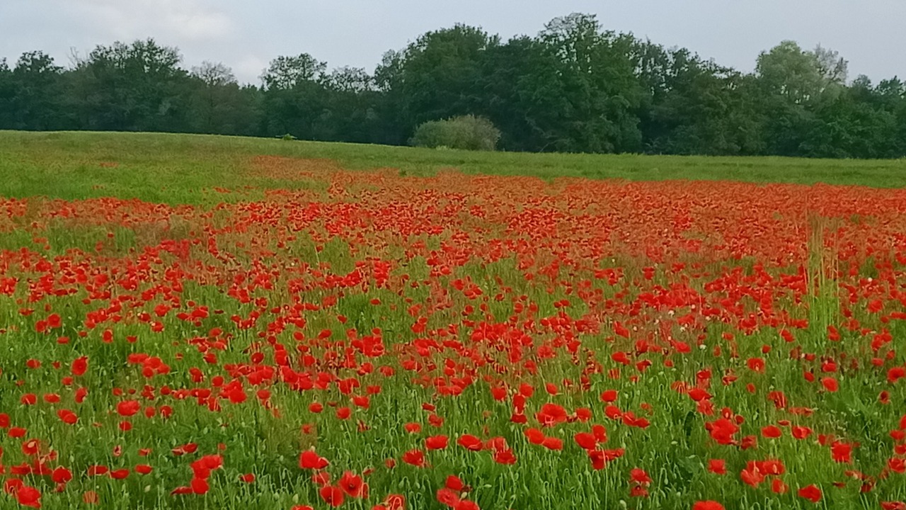 Photo of Others in Saint-Just-en-Bas