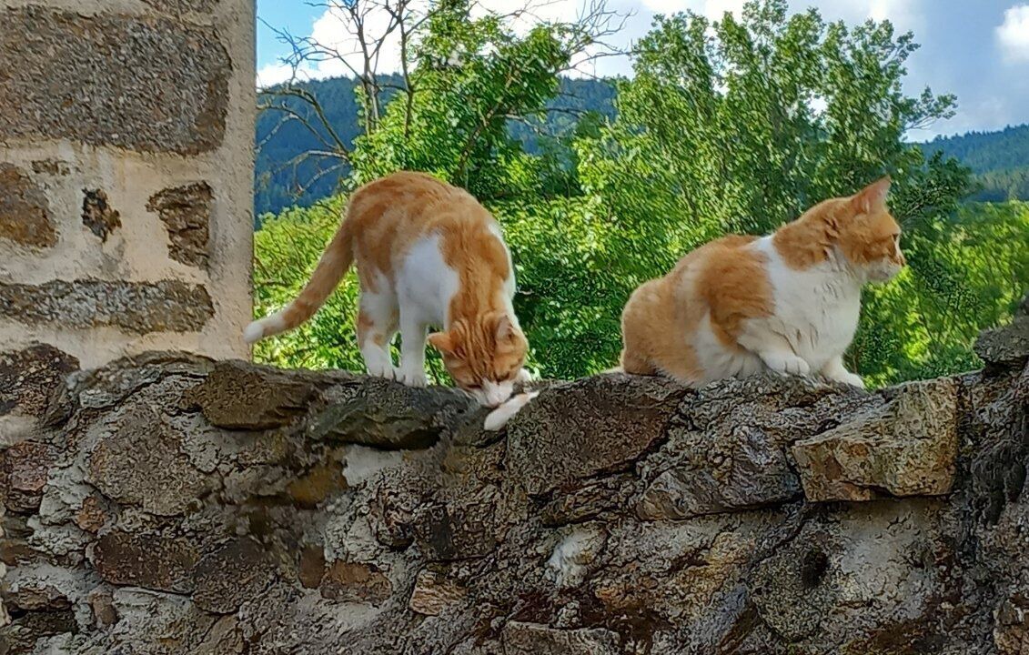 Photo of Others in Saint-Just-en-Bas