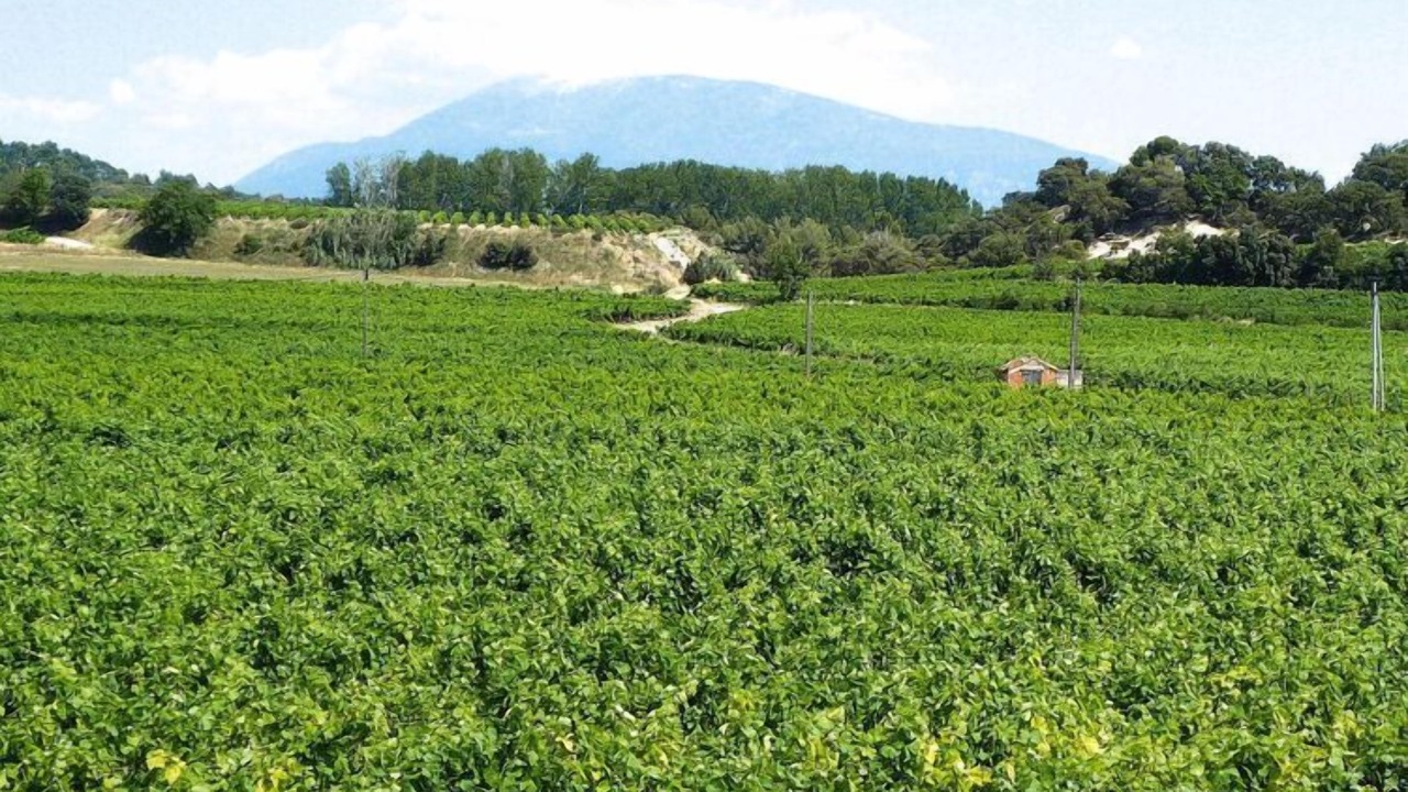 Photo of Others in Caderousse