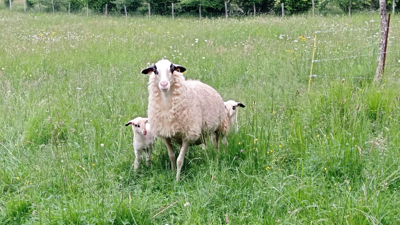 Photo of Others in Frayssinet-le-Gelat