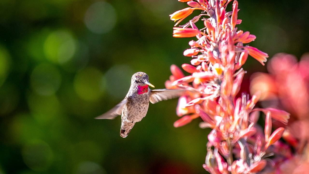 Photo of Others in Cottonflower