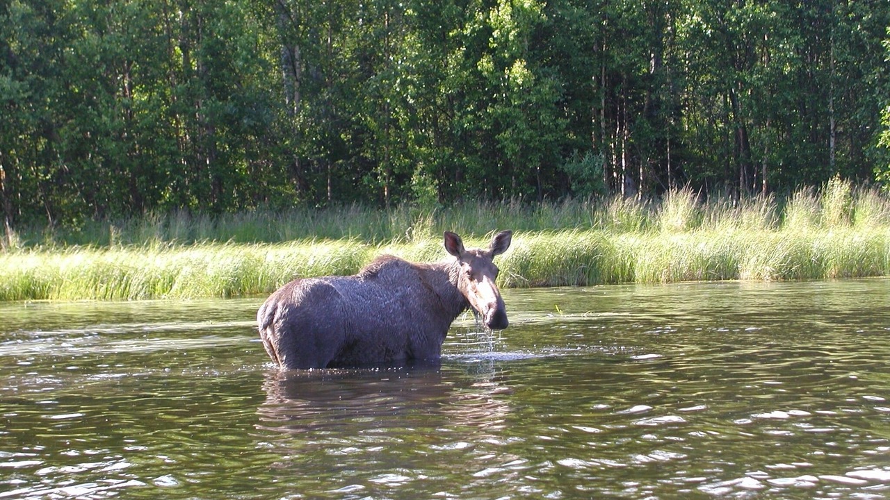Photo of Outdoor in Lazy Mountain