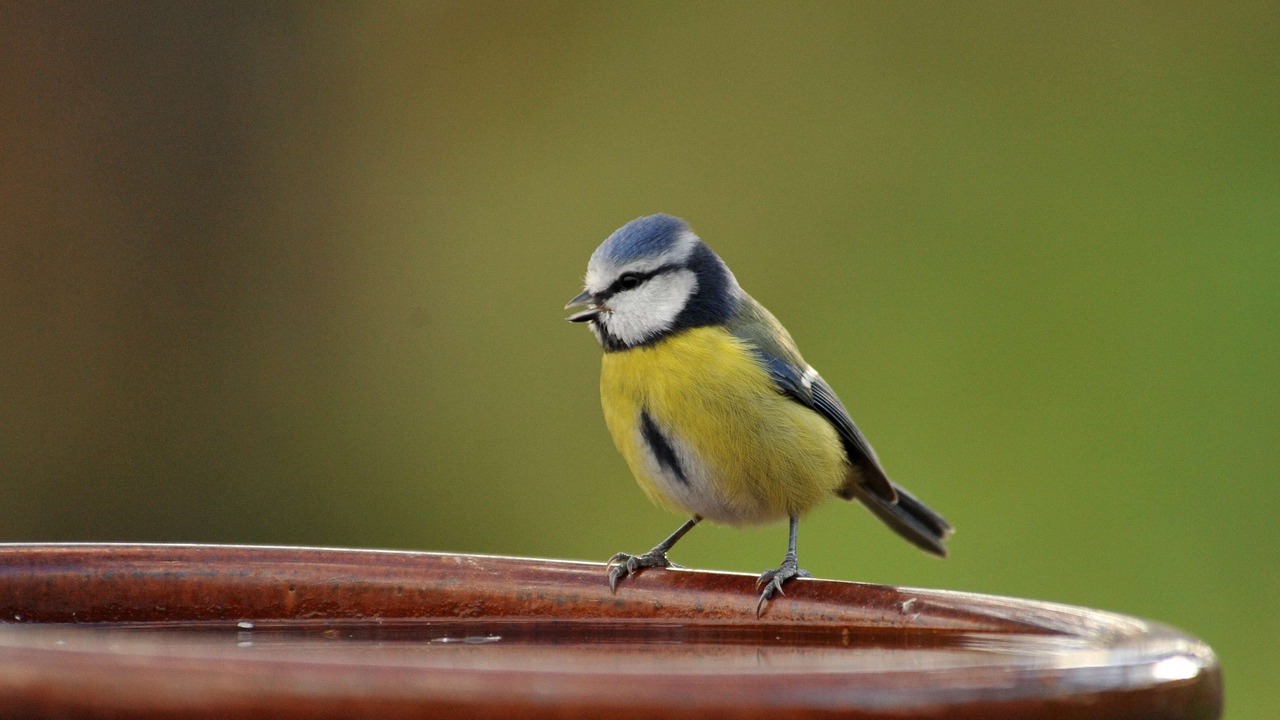 Photo of Others in Thanville