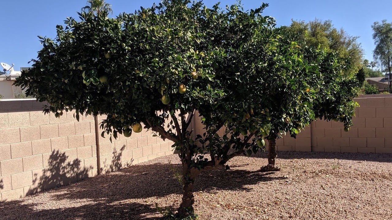 Photo of Others in Sun Lakes