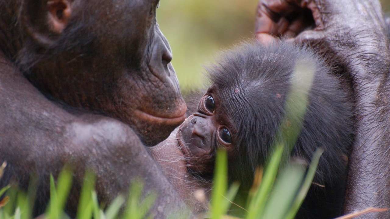 Photo of Others in Gizay