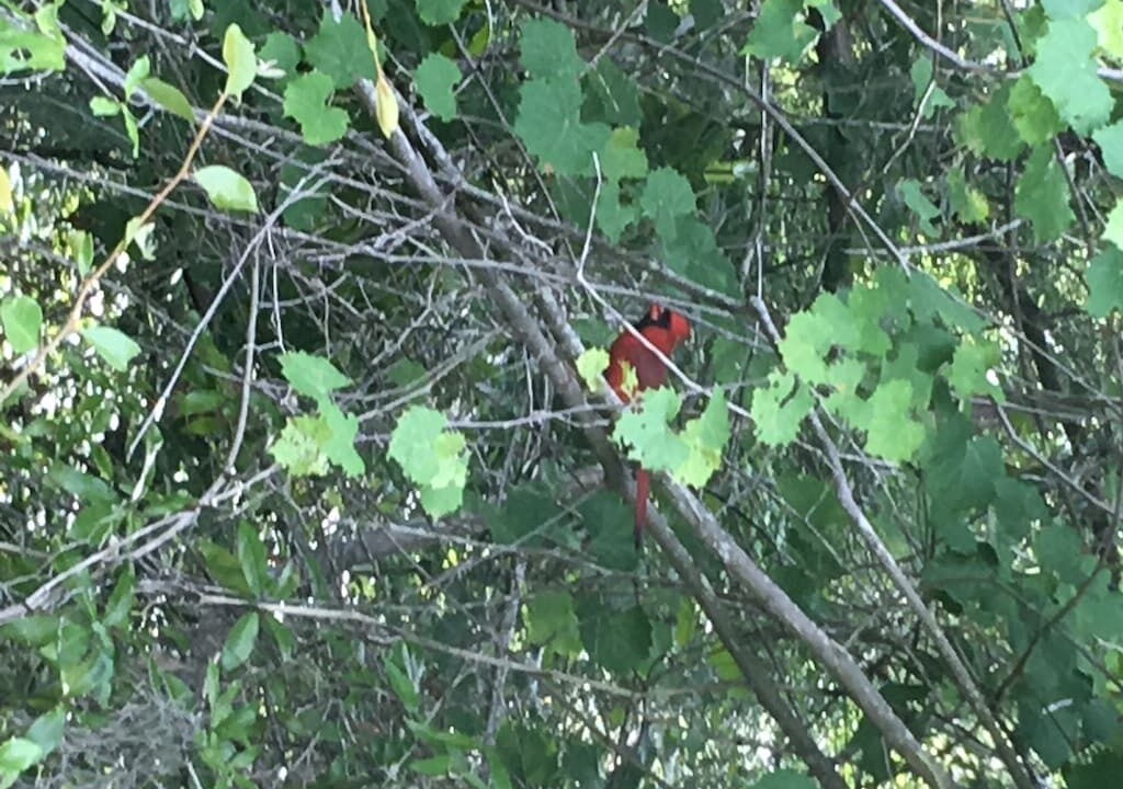 Photo of Outdoor in Branford