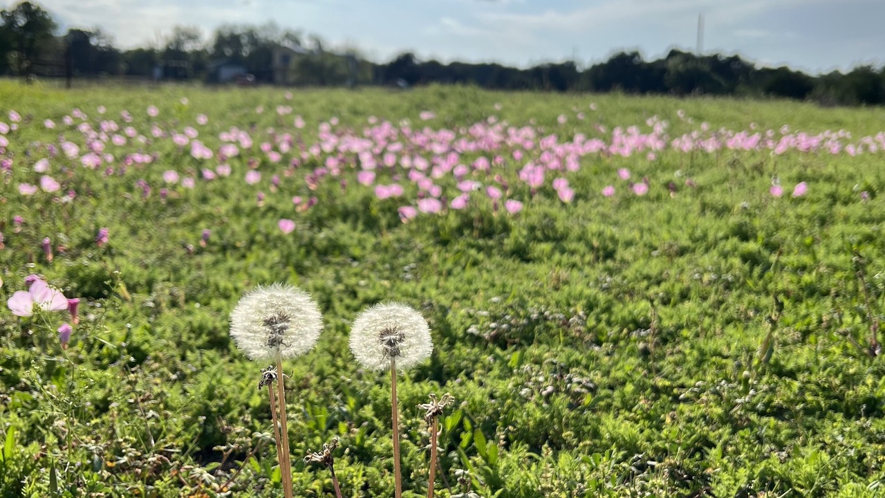 Photo of Outdoor in Austin