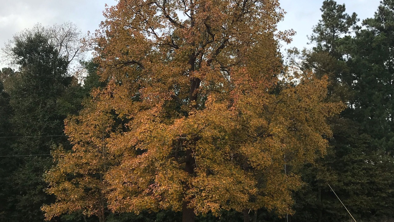 Photo of Others in Willis