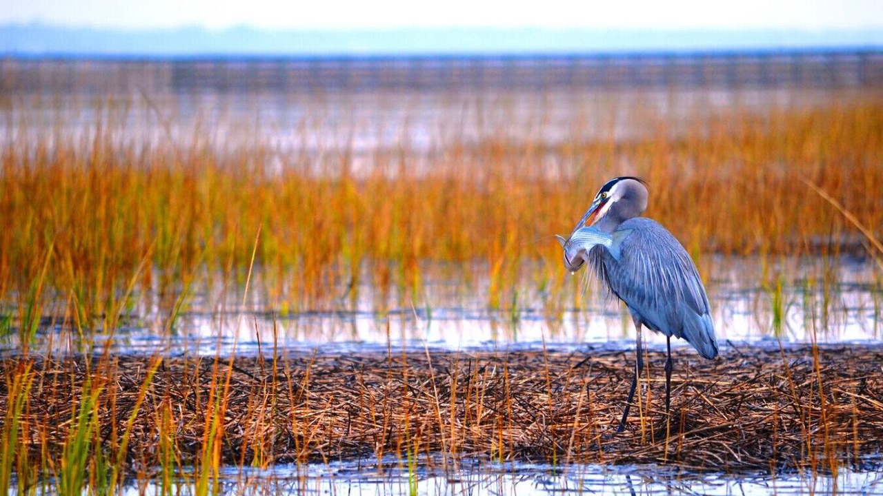 Photo of Others in Murrells Inlet