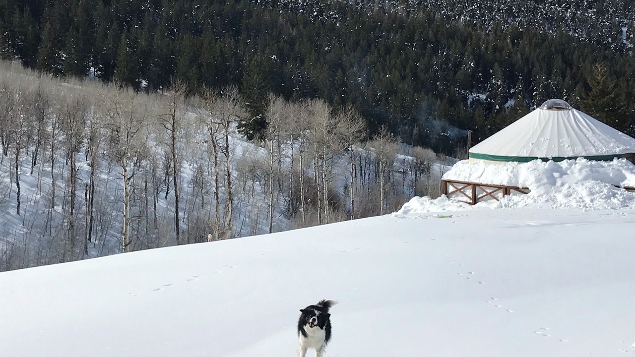 Photo of Others in Corral