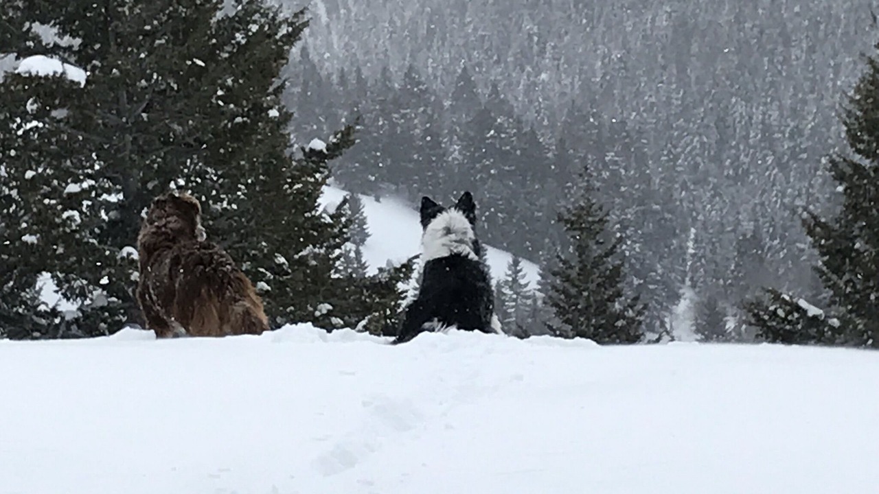 Photo of Outdoor in Corral