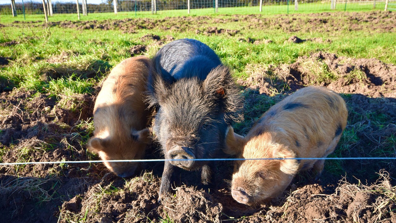 Photo of Others in Ryde