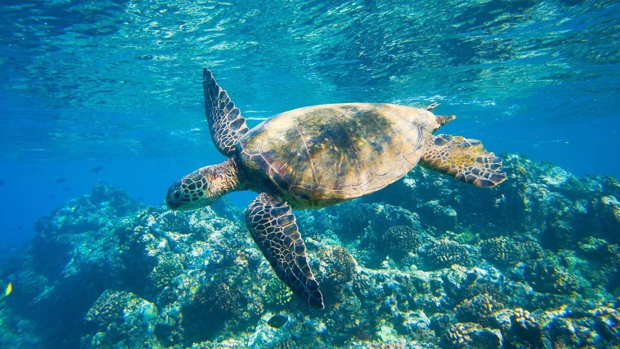 Photo of Outdoor in Kuau