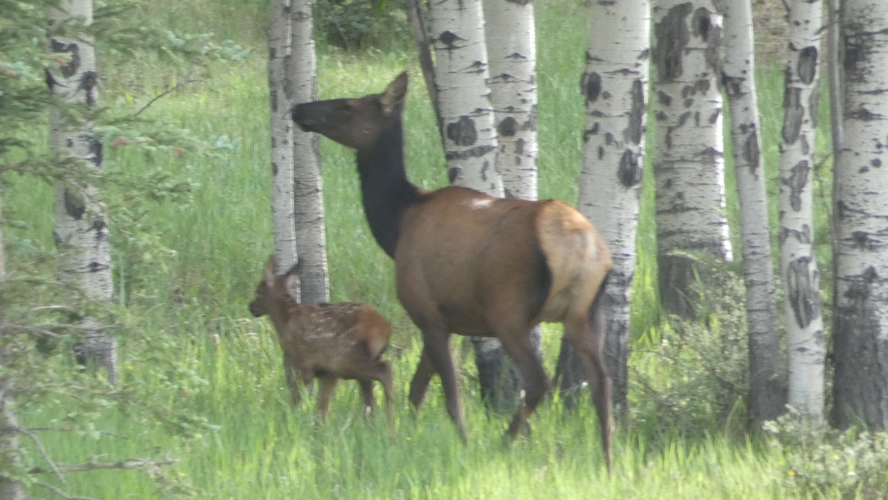 Photo of Others in Angel Fire