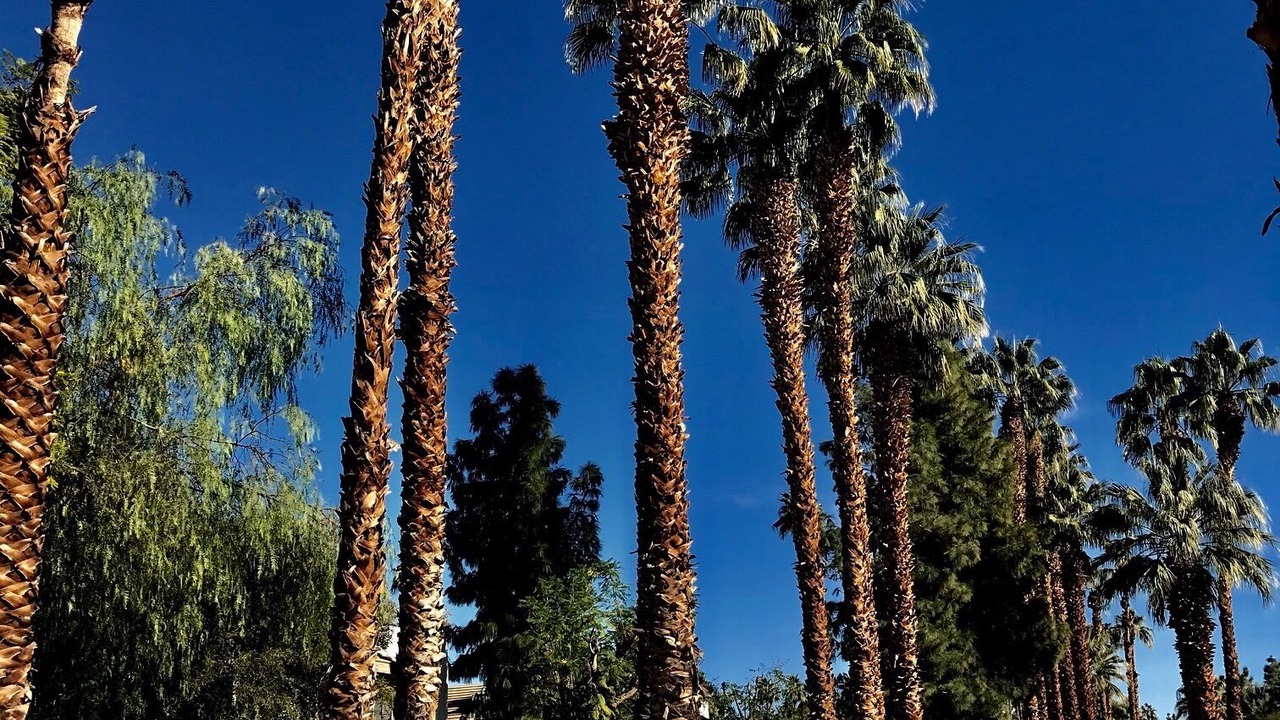 Photo of Others in Palm Springs