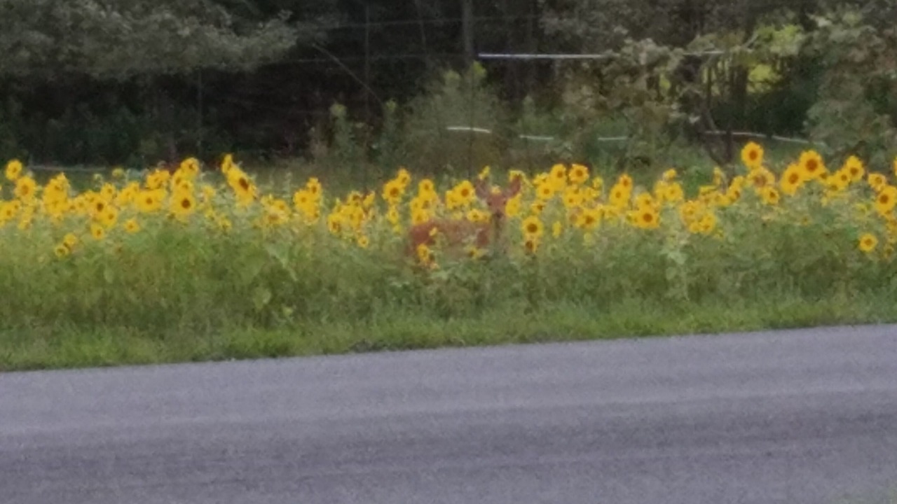 Photo of Outdoor in Burlington Flats