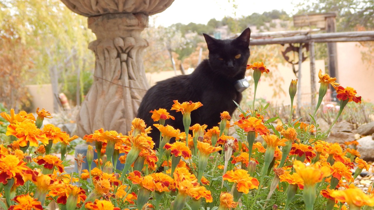 Photo of Outdoor in Santa Fe