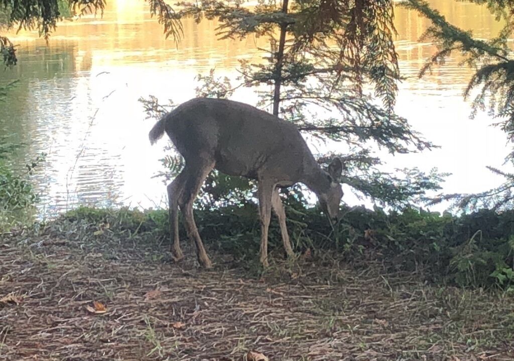 Photo of Others in Shelton