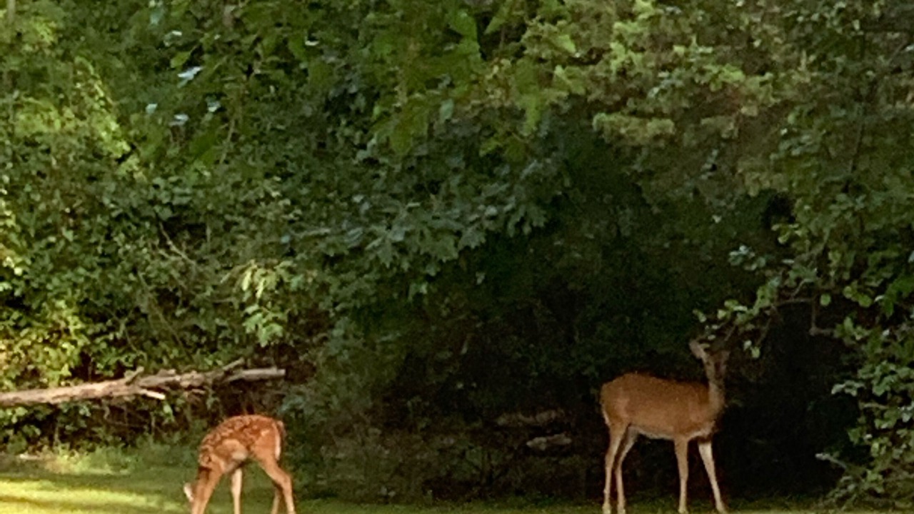 Photo of Outdoor in Sawyer