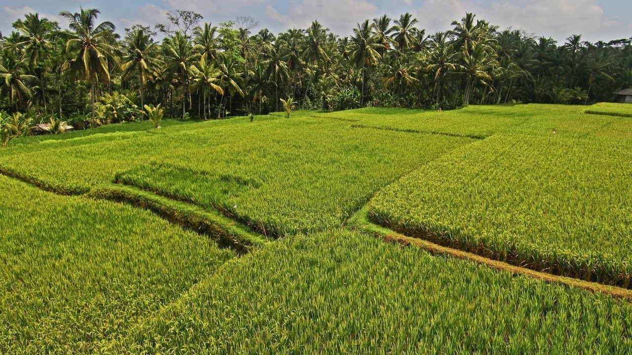 Photo of Others in Pejeng Kawan