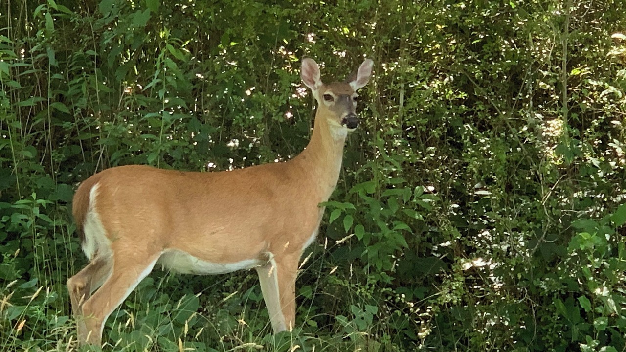 Photo of Others in Hendersonville