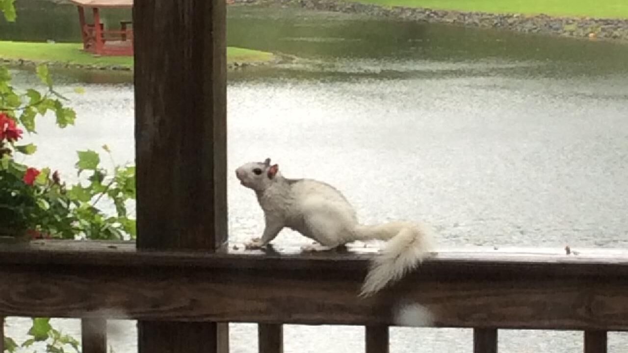 Photo of Others in Hendersonville