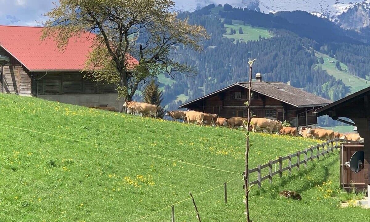 Photo of Others in Schoenried