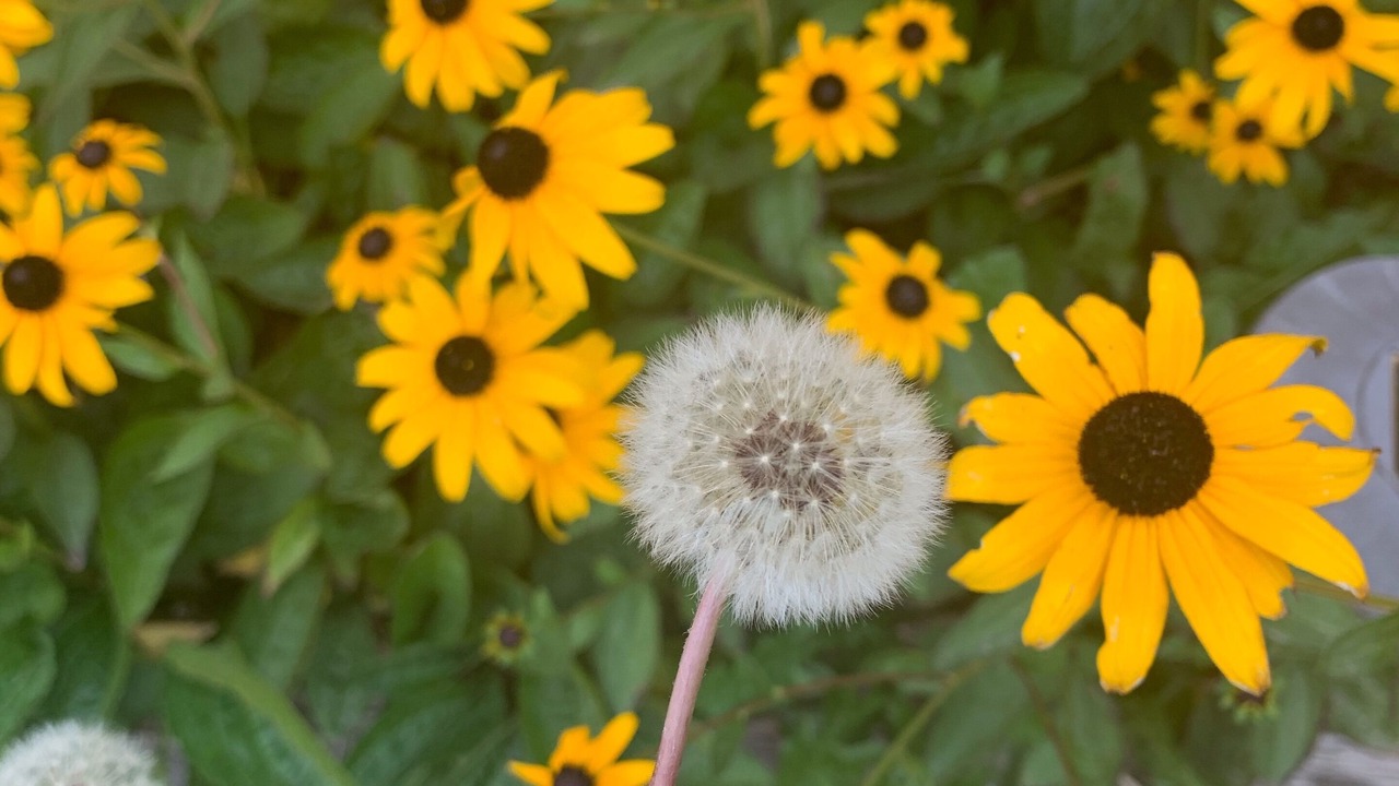 Photo of Others in Lakeview