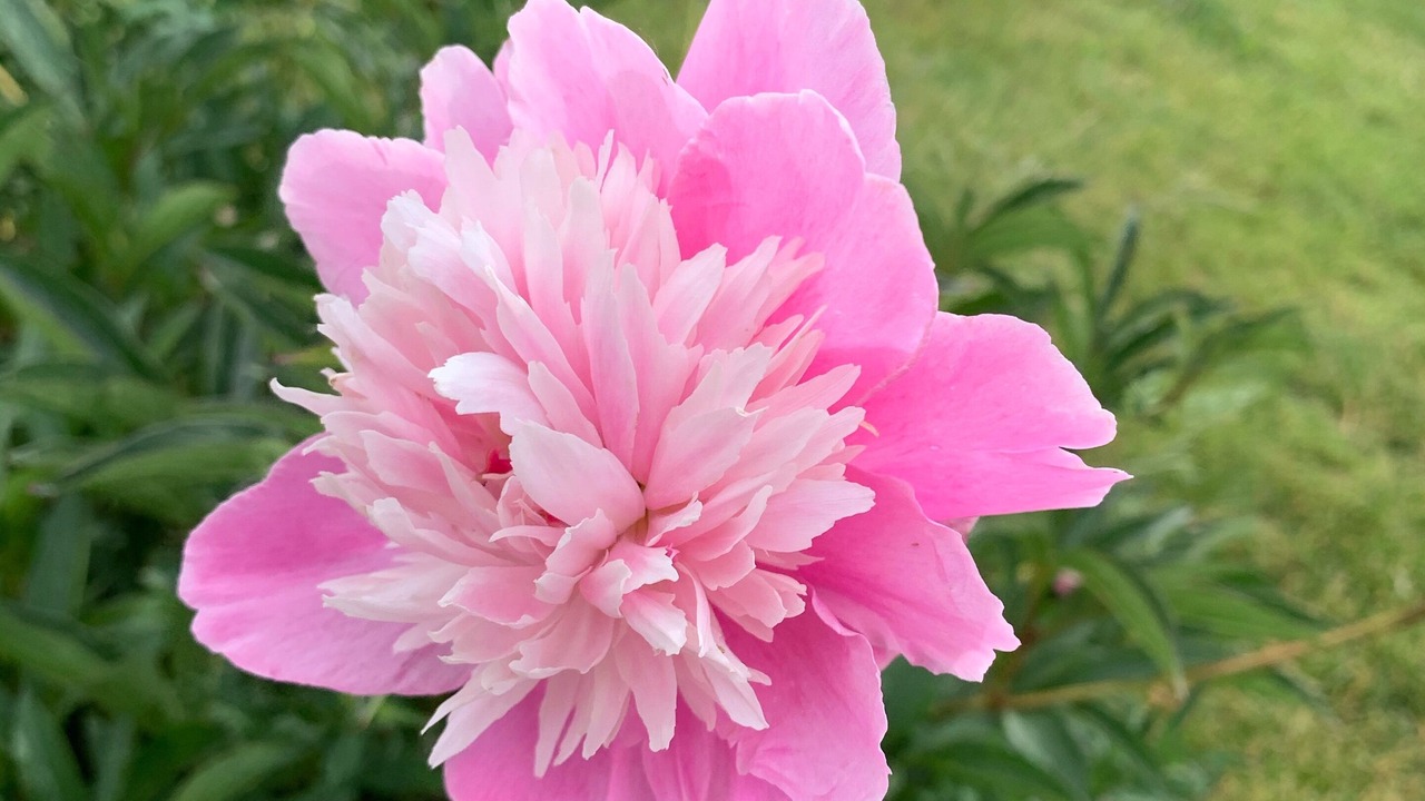 Photo of Outdoor in Lakeview