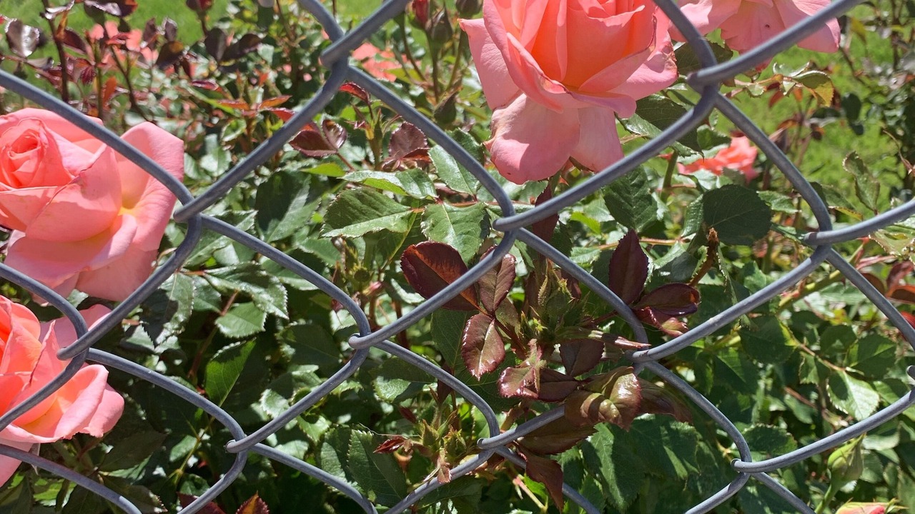 Photo of Outdoor in Lakeview