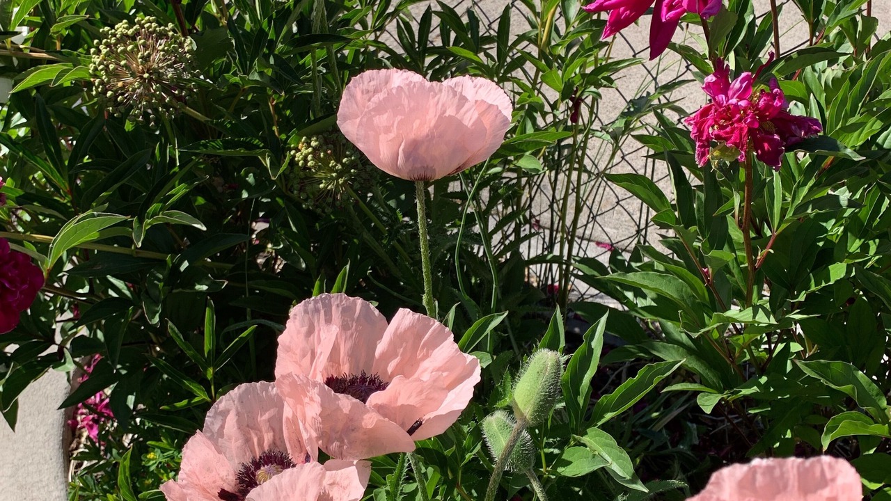 Photo of Outdoor in Lakeview