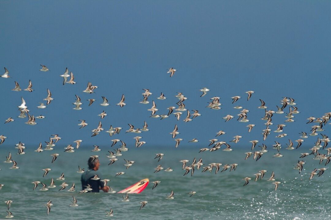 Photo of Others in Boardwalk