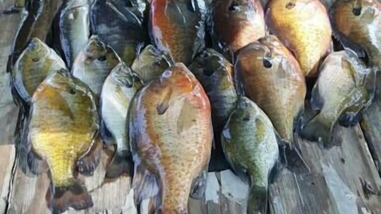 Photo of Others in Claxton