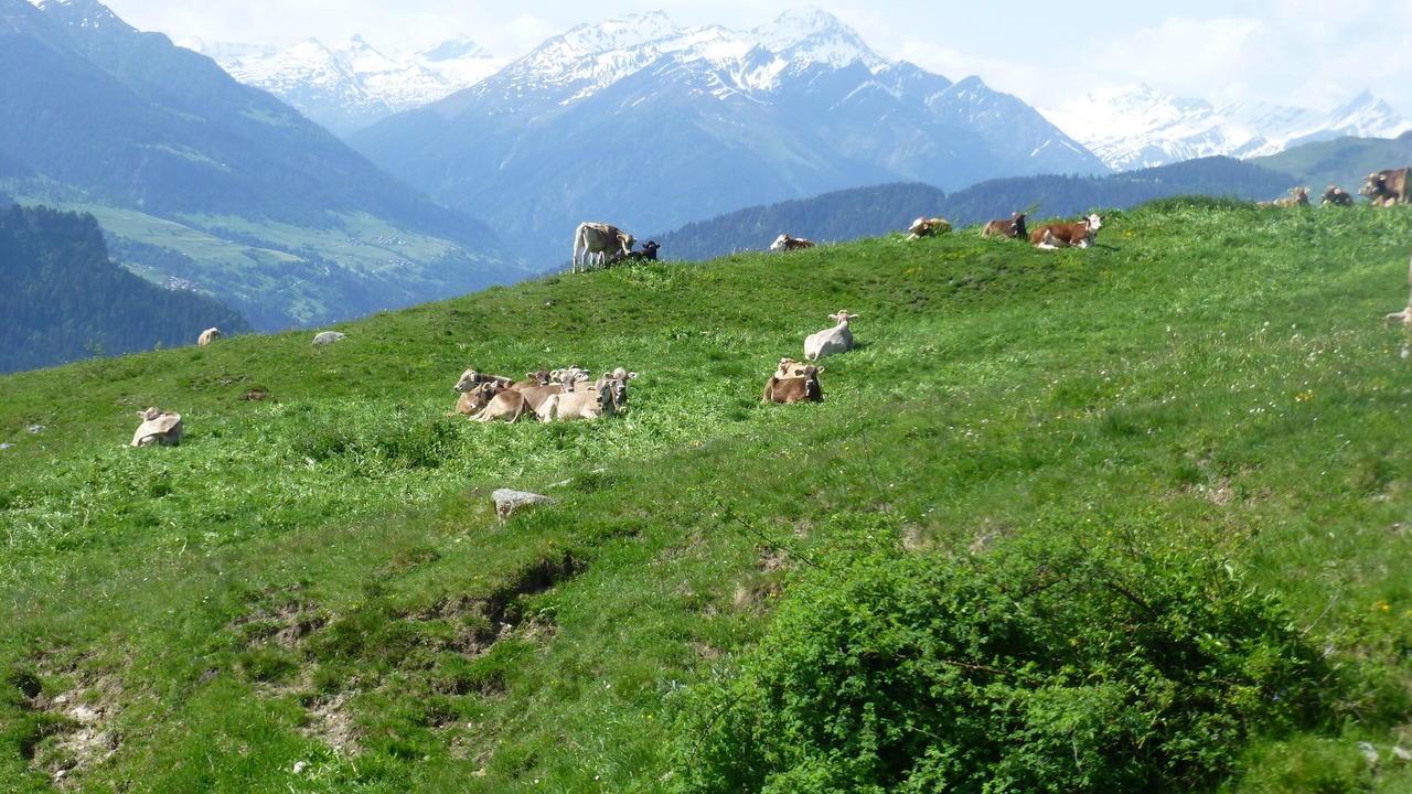 Photo of Others in Falera