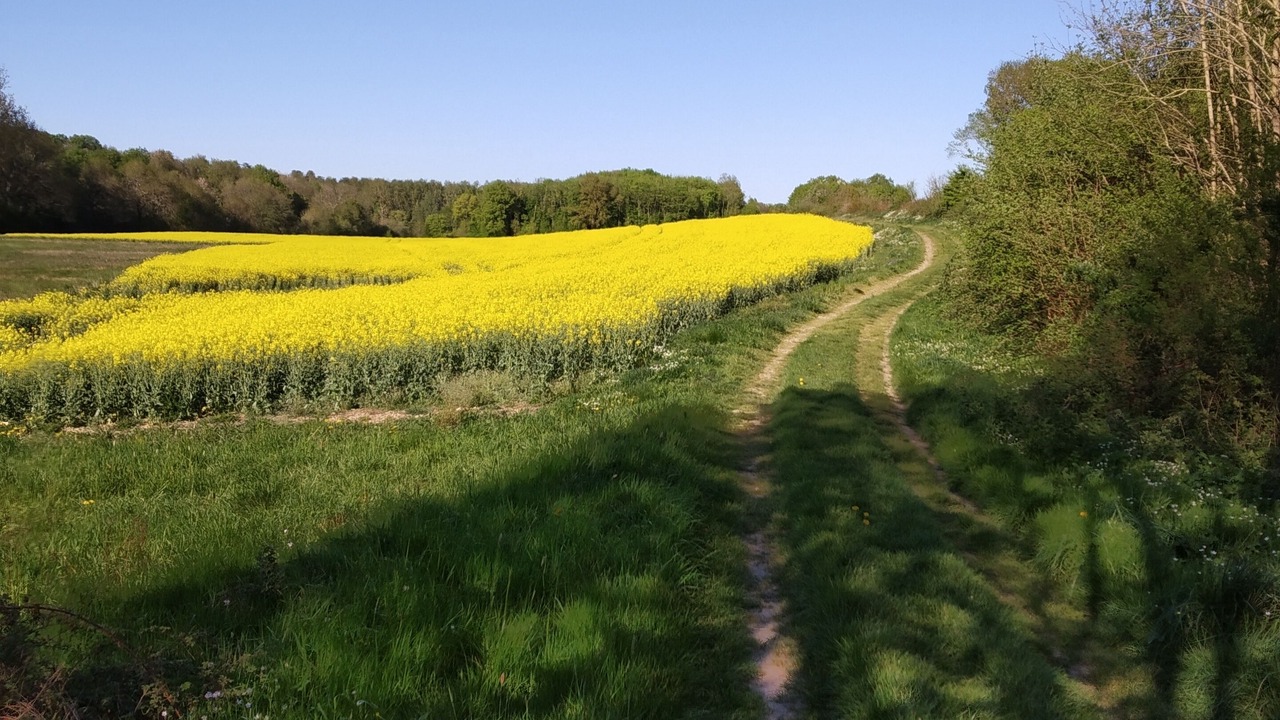 Photo of Others in Neuville-sur-Brenne