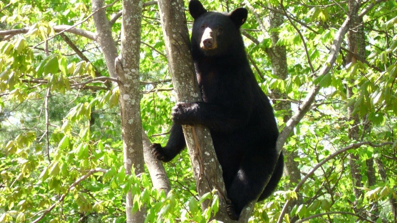 Photo of Others in Chatsworth