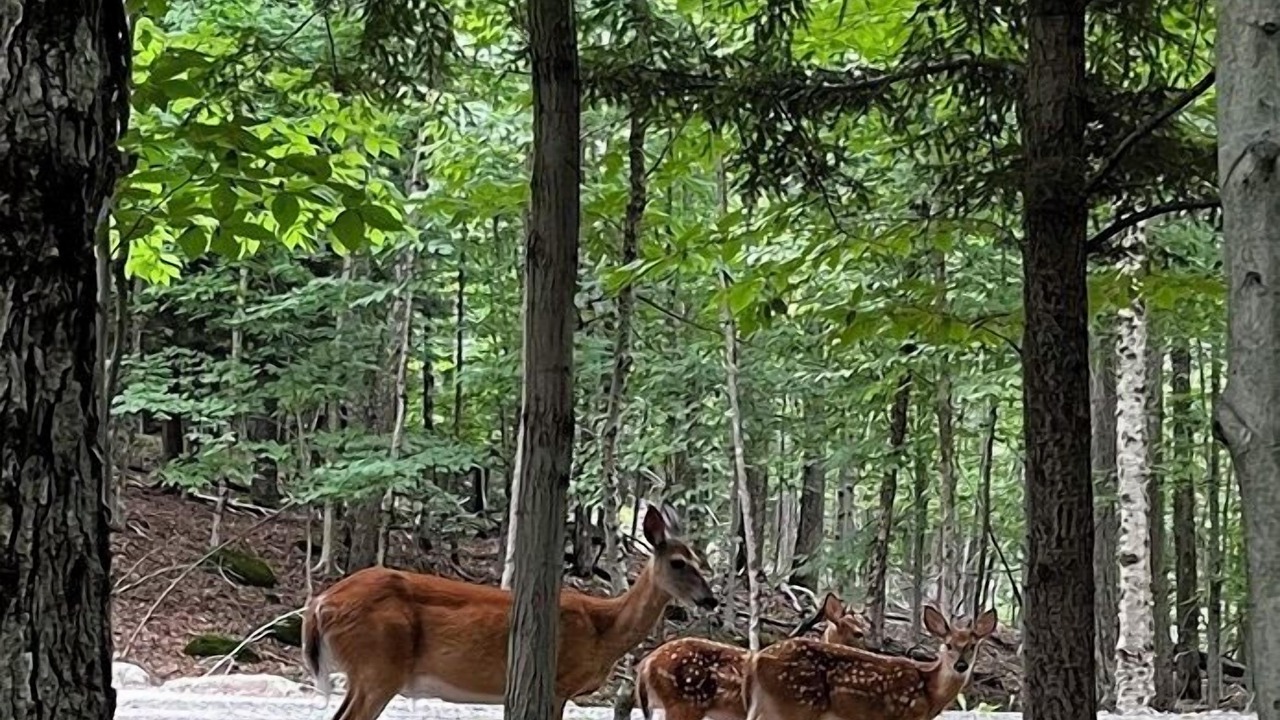 Photo of Others in Saranac Lake