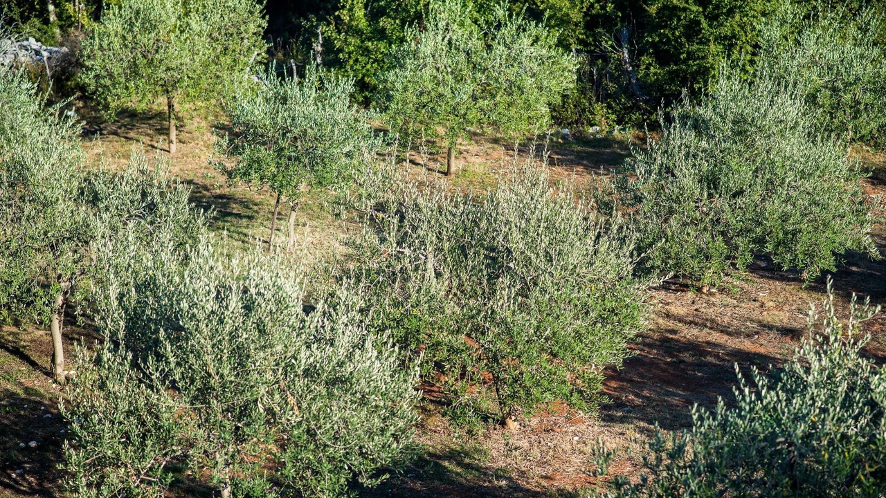 Photo of Outdoor in Risika