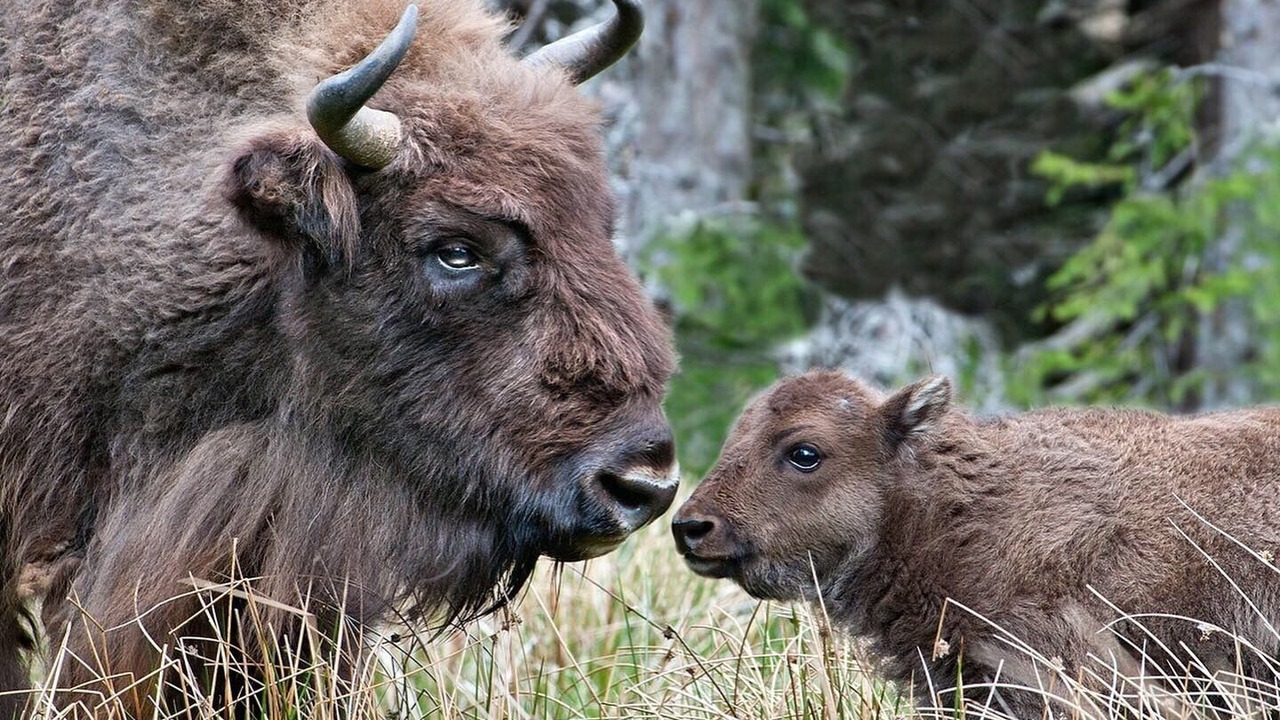 Photo of Outdoor in Andon